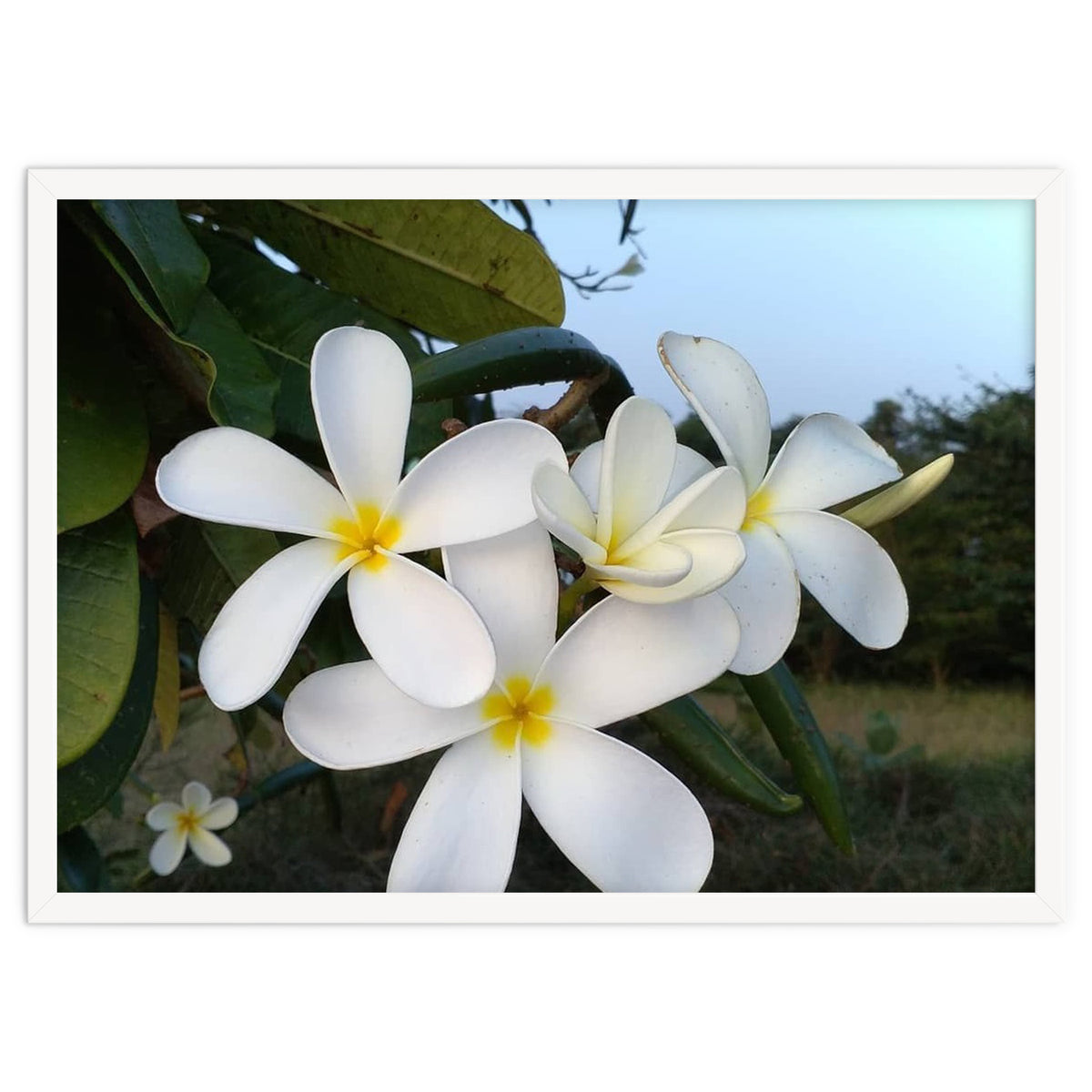 Frangipani