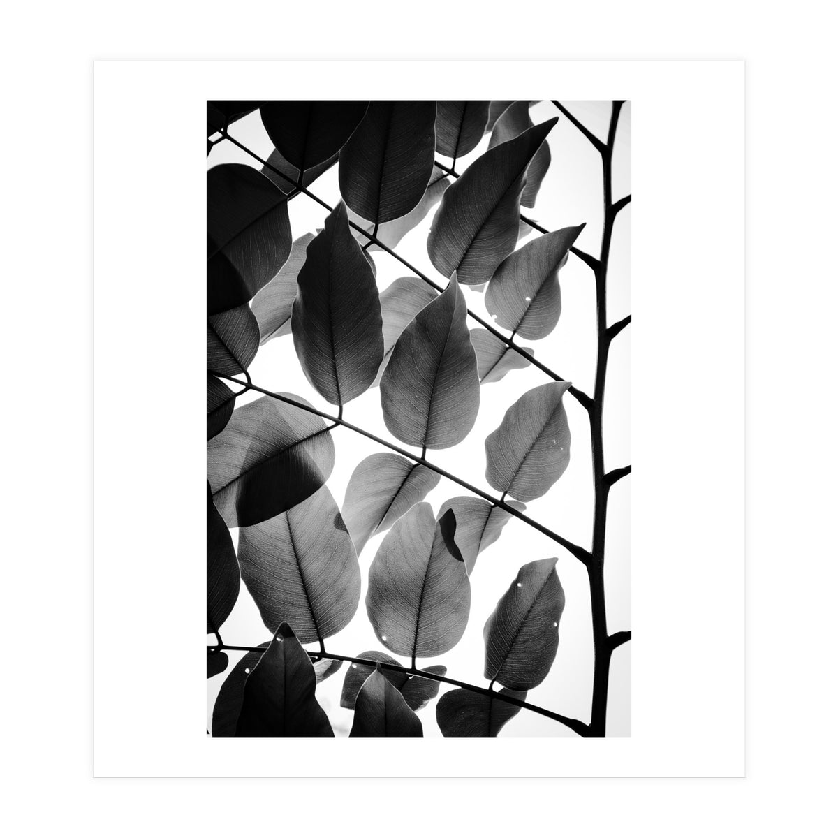 Branches and Leaves II (Print Only)