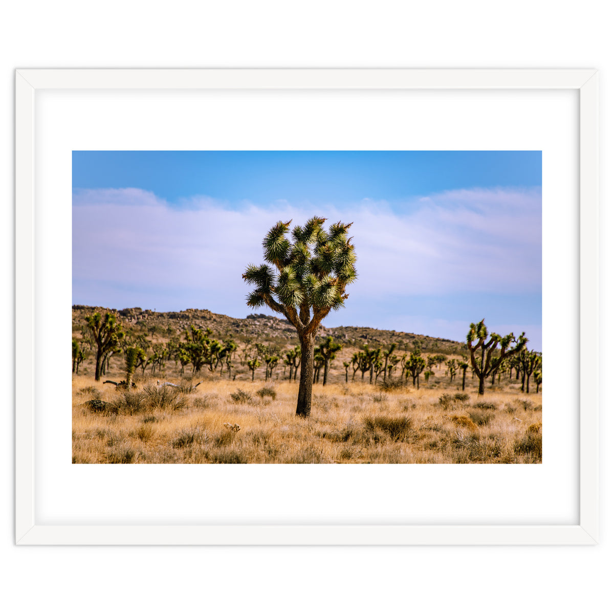 Joshua Tree