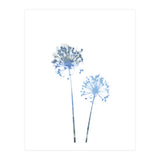Blue Dandelion (Print Only) thumbnail
