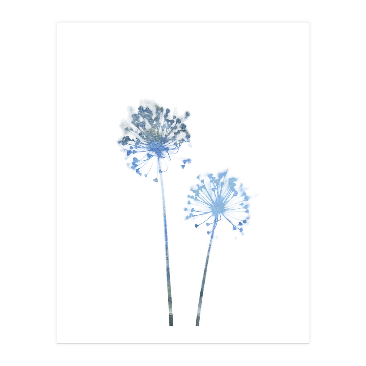 Blue Dandelion (Print Only)