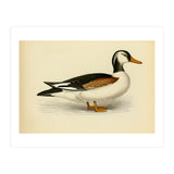 Vintage Duck Painting (Print Only) thumbnail