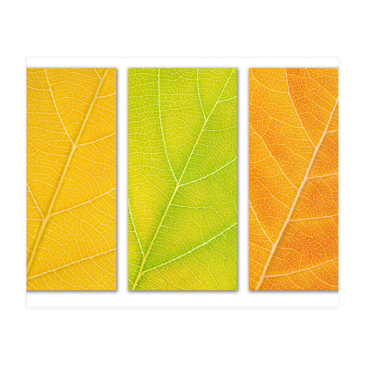 Autumn Leaves (Print Only)