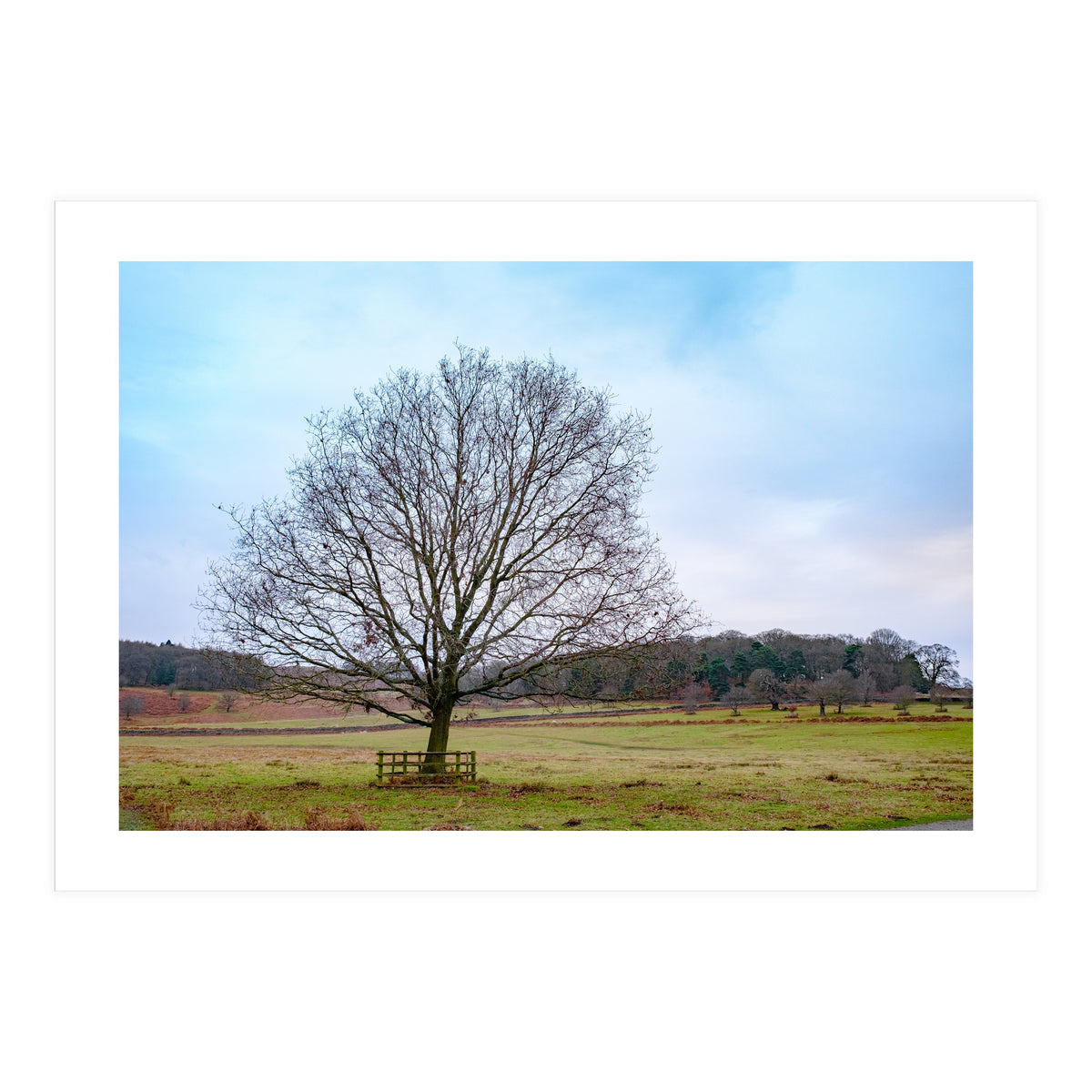 Young Oak Tree in Winter  (Print Only)