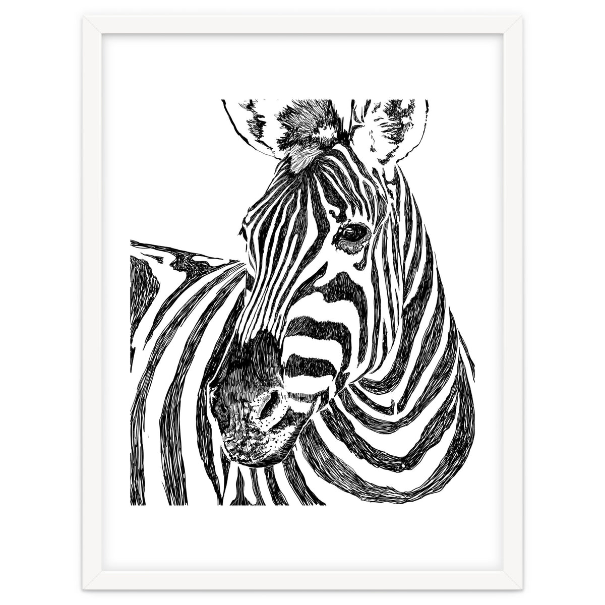 Zebra