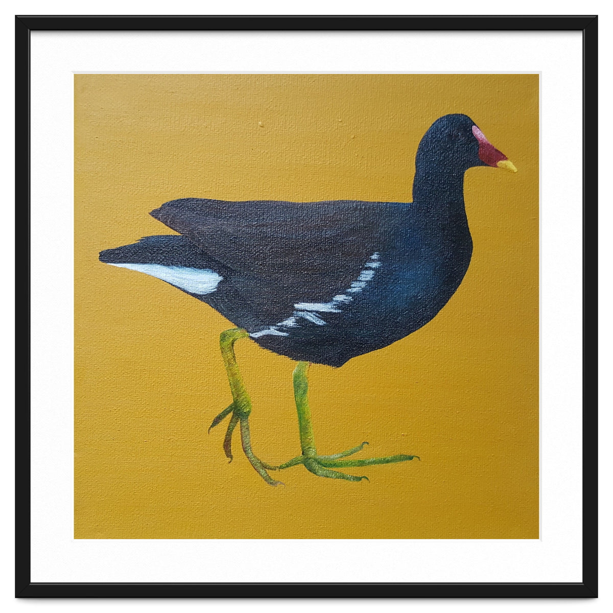 Moorhen