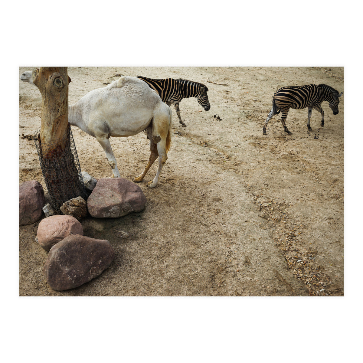 Hiding Game (Print Only)