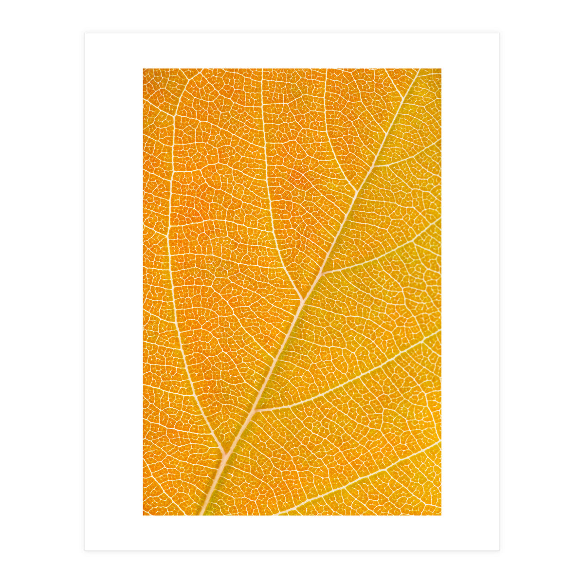 Autumn Leaf (Print Only)