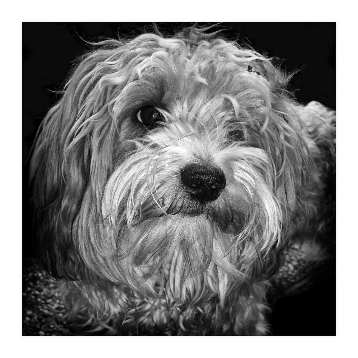 Havaneser (Print Only)