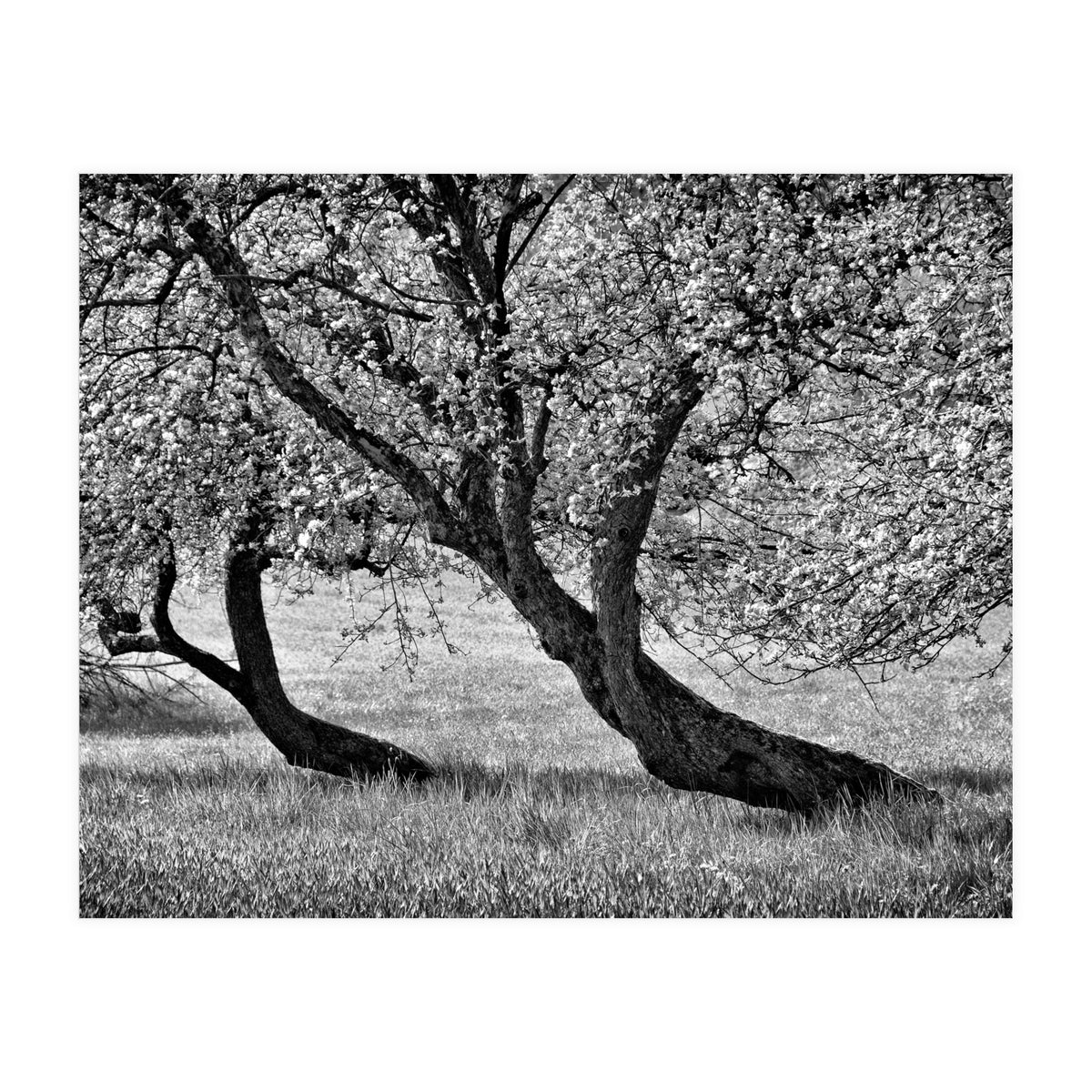 Bend over (Print Only)