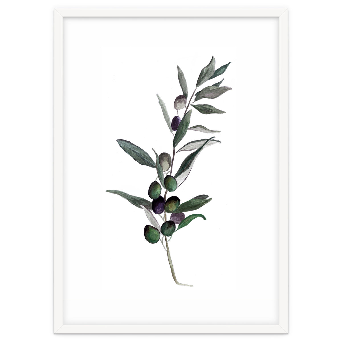 Botanical Illustration Olive