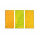 Autumn Leaves (Print Only) thumbnail