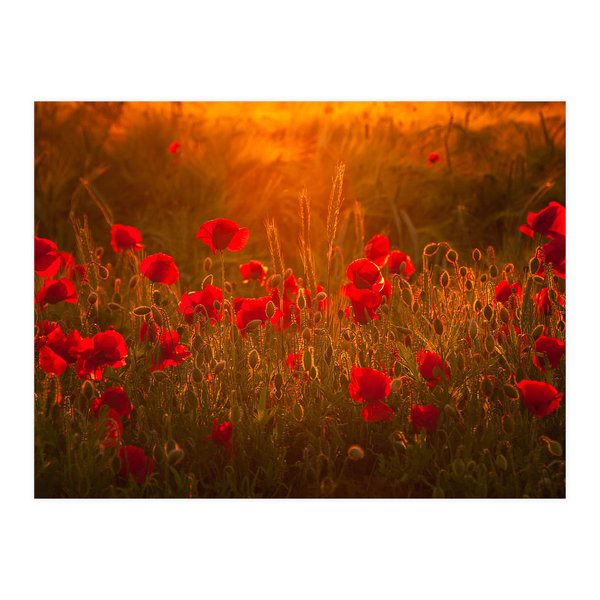 Poppies At Summer (1) (Print Only)