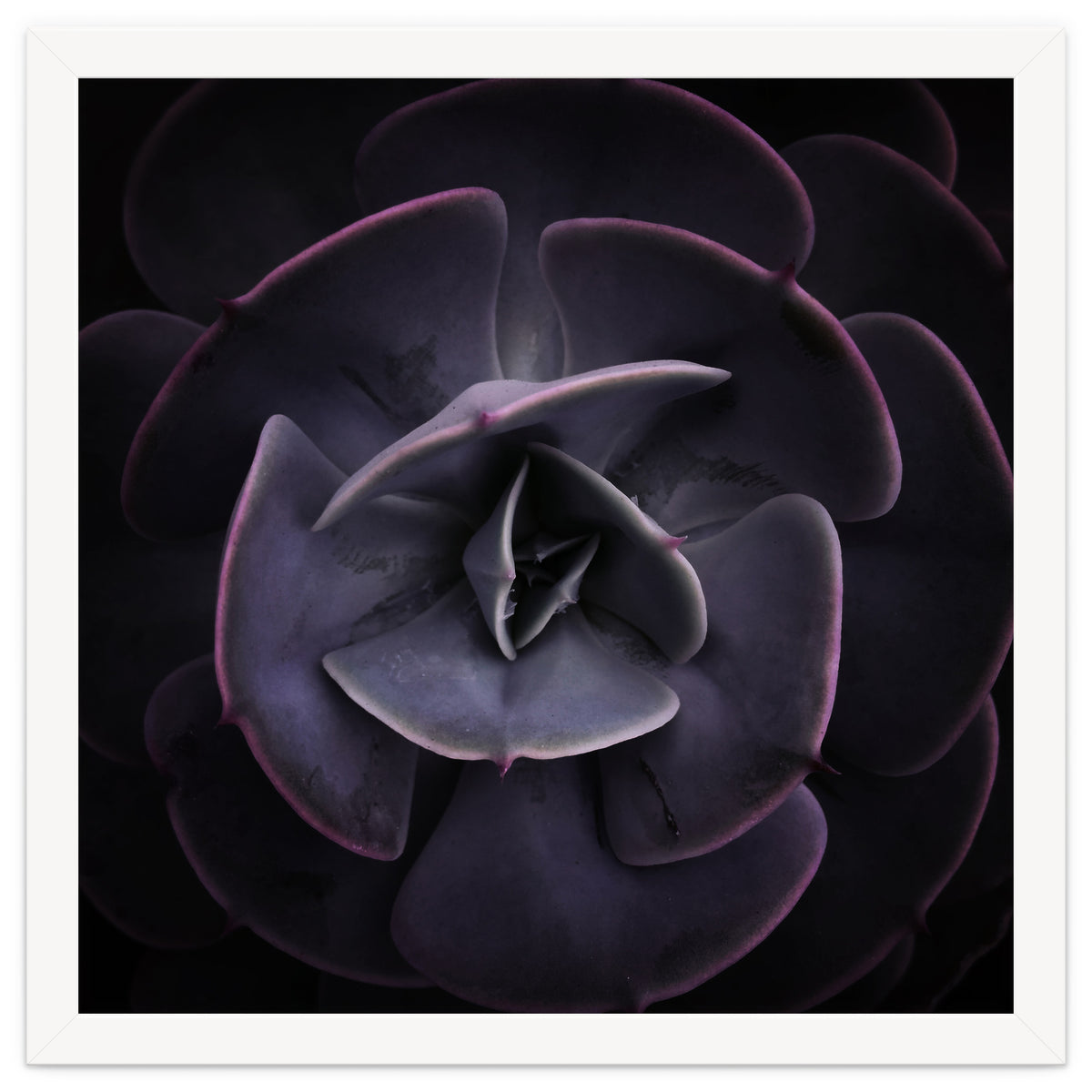 DARKSIDE OF SUCCULENTS VIII