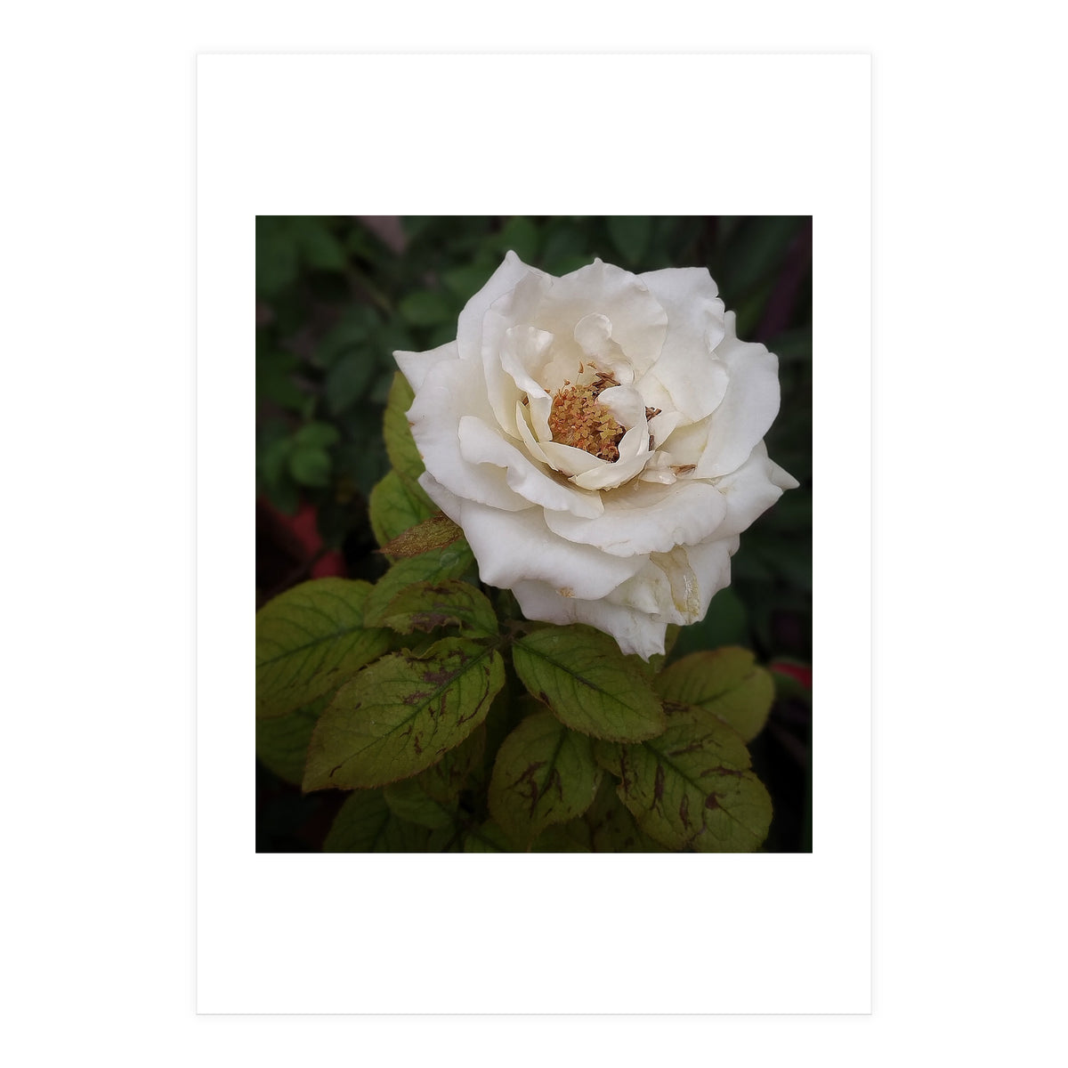 Fabulous White Rose Garden (Print Only)