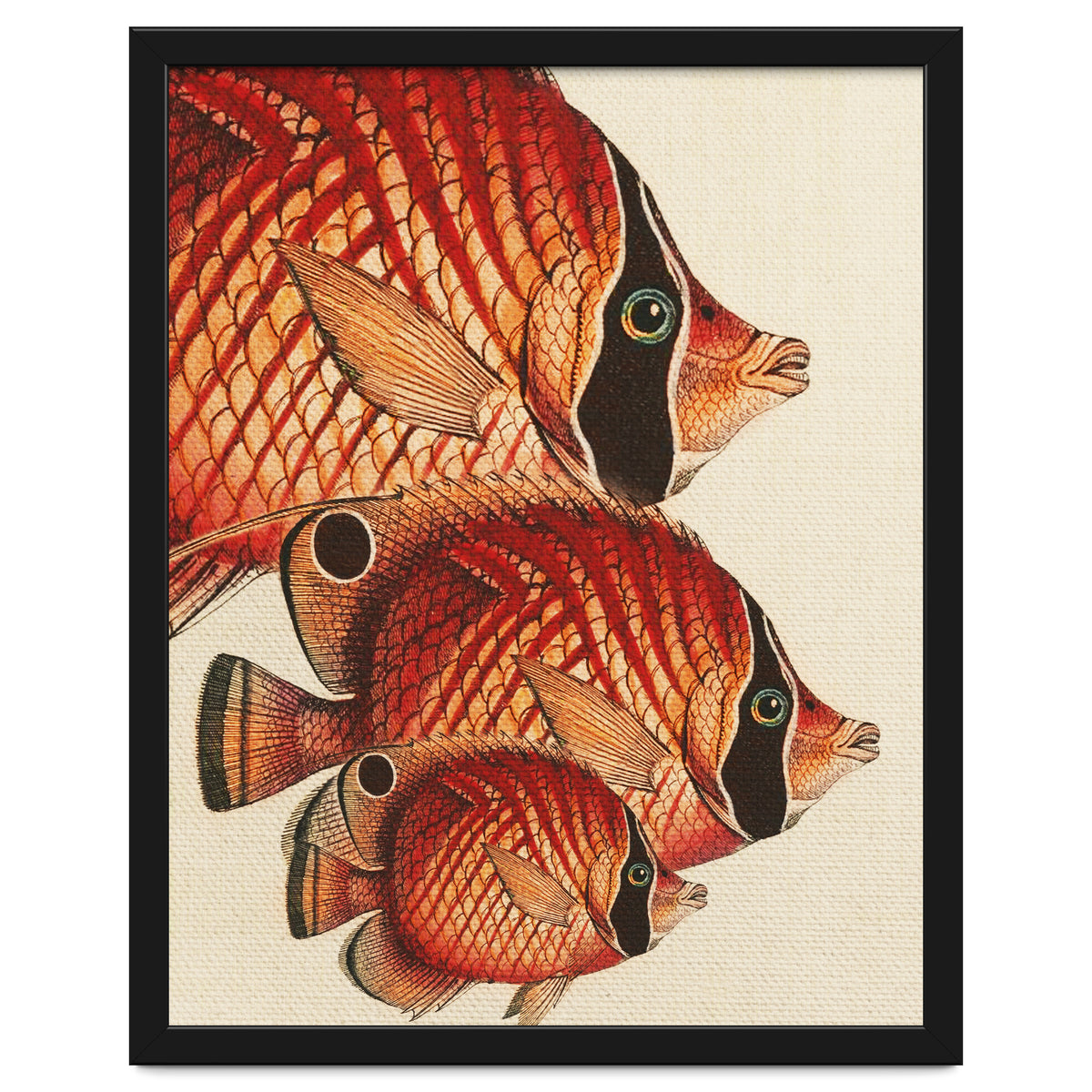 Fish Classic Designs 2