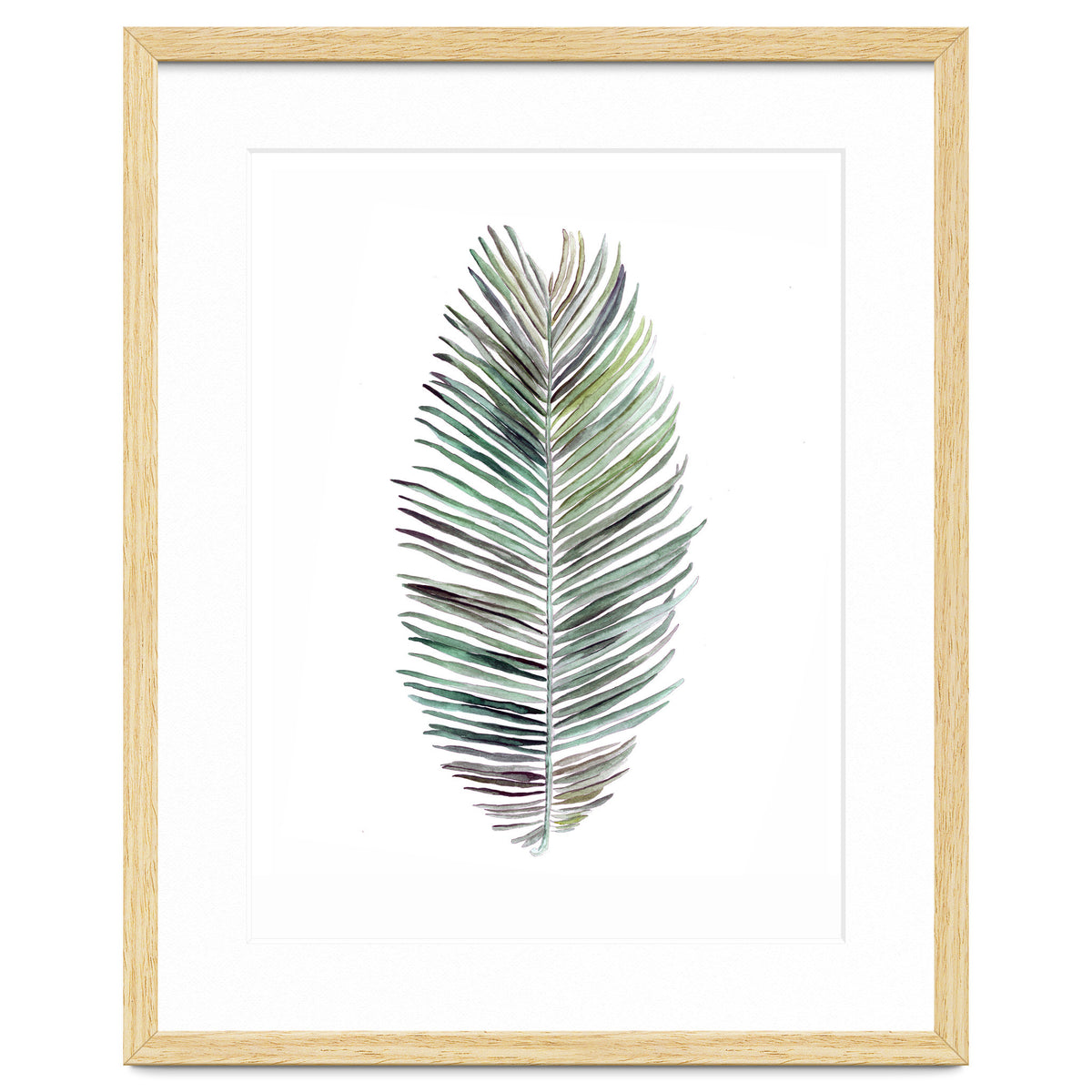 Botanical Illustration Cocos Palm