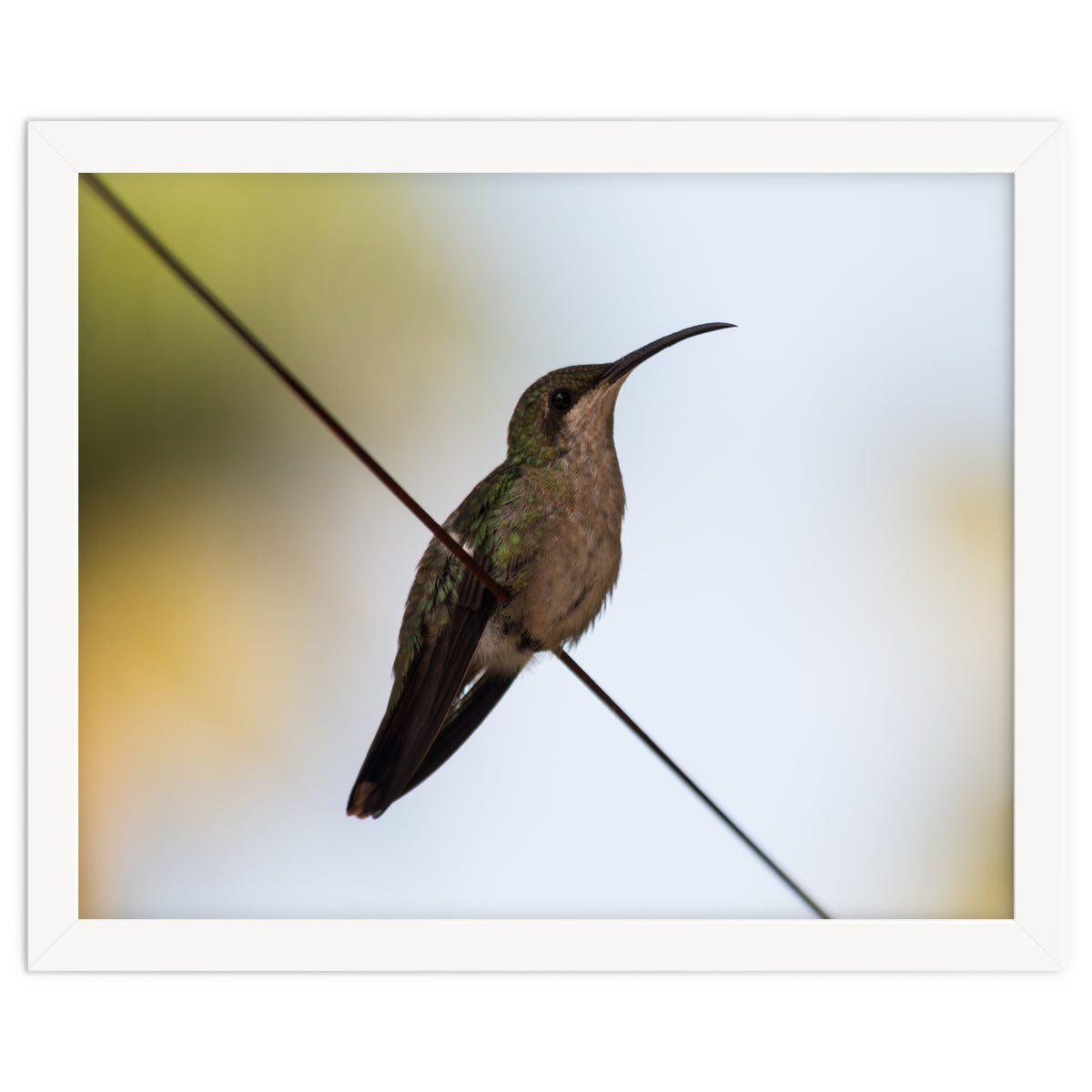 Colibri from Haïti