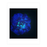 Lucky Blue Rose (Print Only) thumbnail