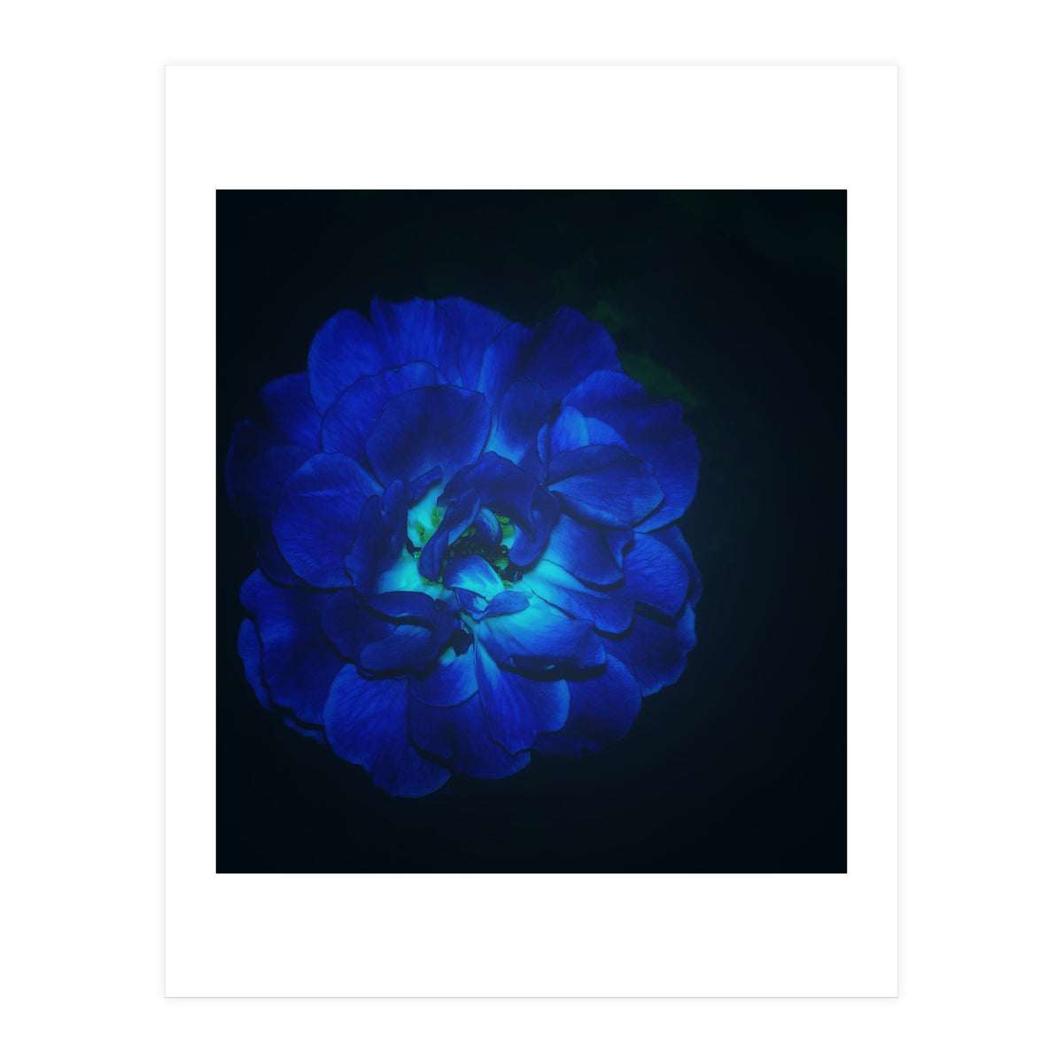 Lucky Blue Rose (Print Only)