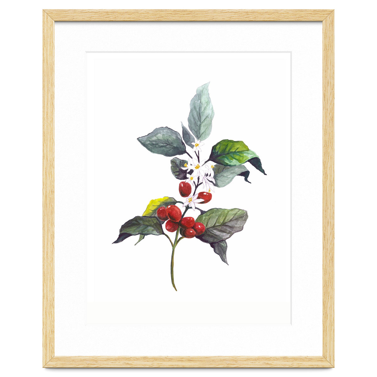 1 Botanical Illustration Kaffee Pflanze