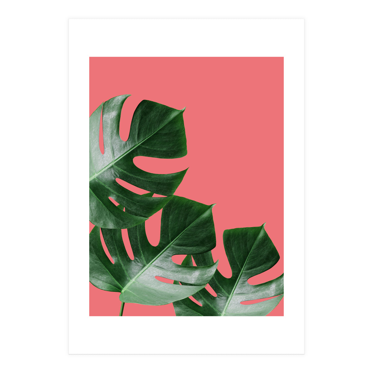 Tropical collage VI (Print Only)