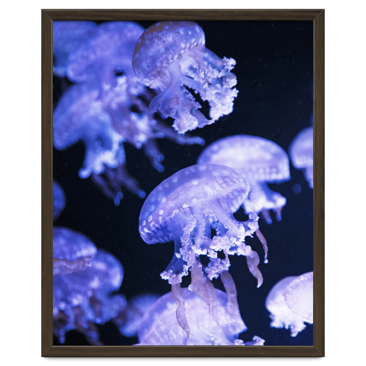 Jellyfish