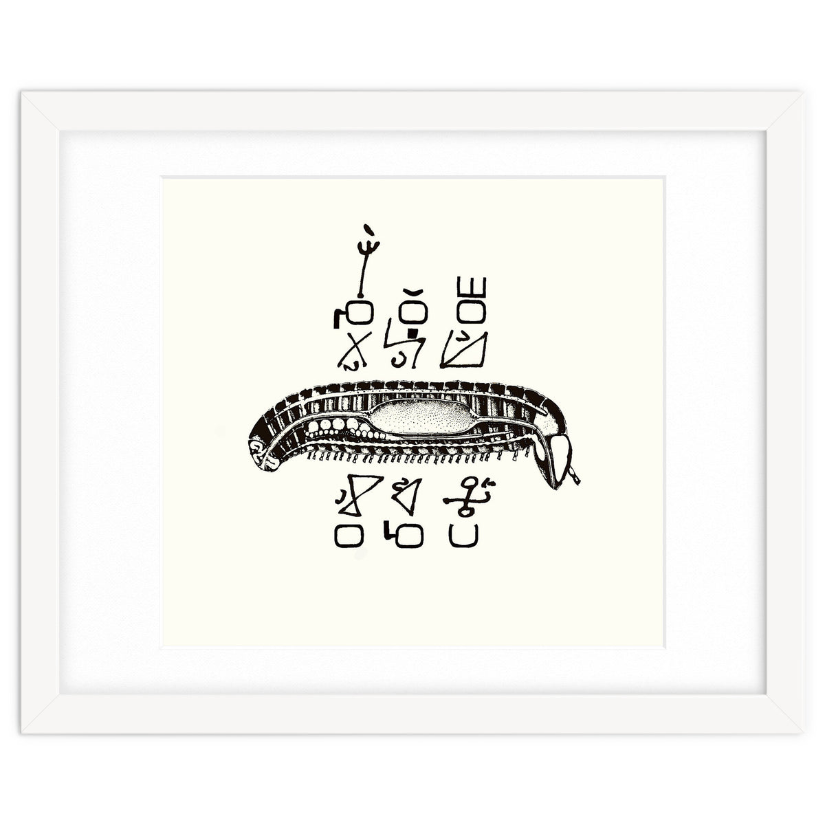 Diplopod David Felix