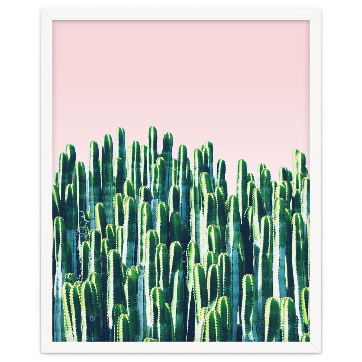 Cactus & Sunset II