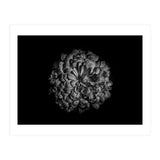 Backyard Flowers In Black And White 48 (Print Only) thumbnail
