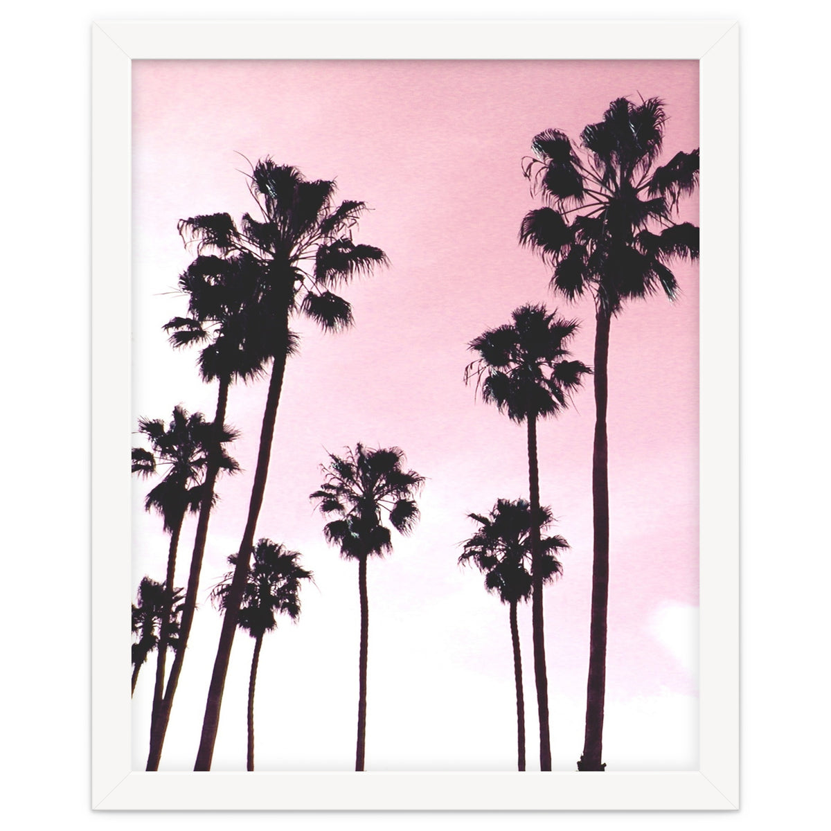 Palms & Sunset