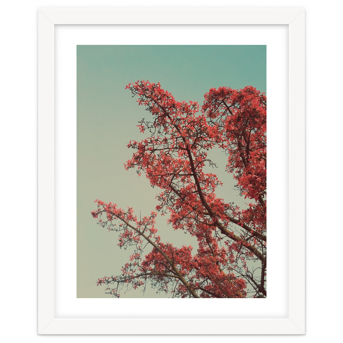 Red blossoms