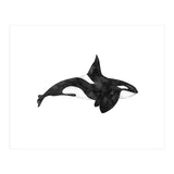 Orca (Print Only) thumbnail
