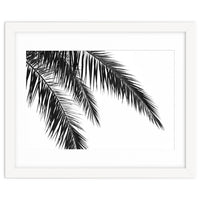 Palm Leaves