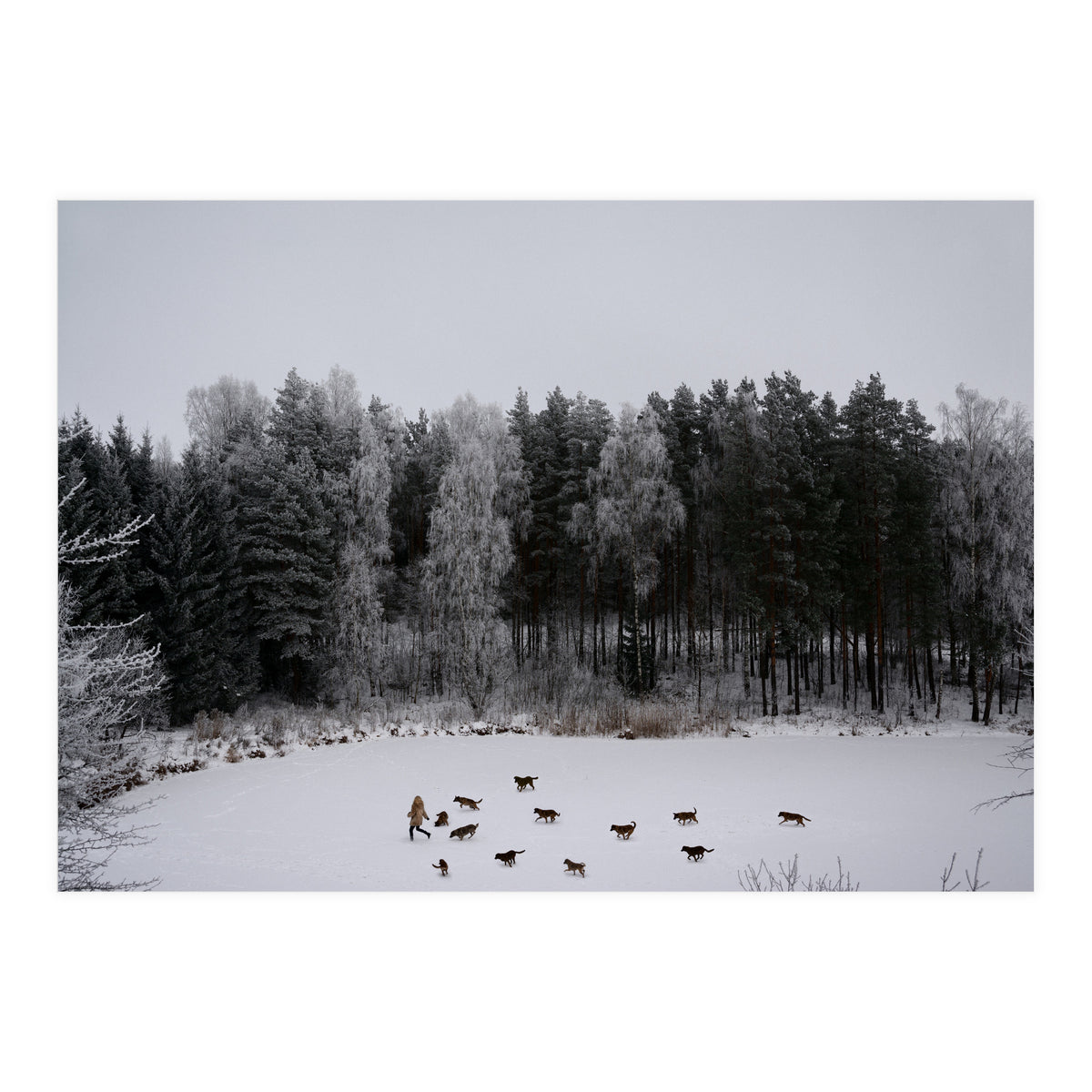 Wild Tales (Print Only)