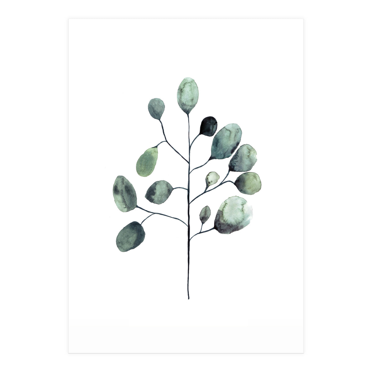 Botanical Illustration Eukalyptus (Print Only)