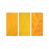 Autumn Leaves (Print Only) thumbnail