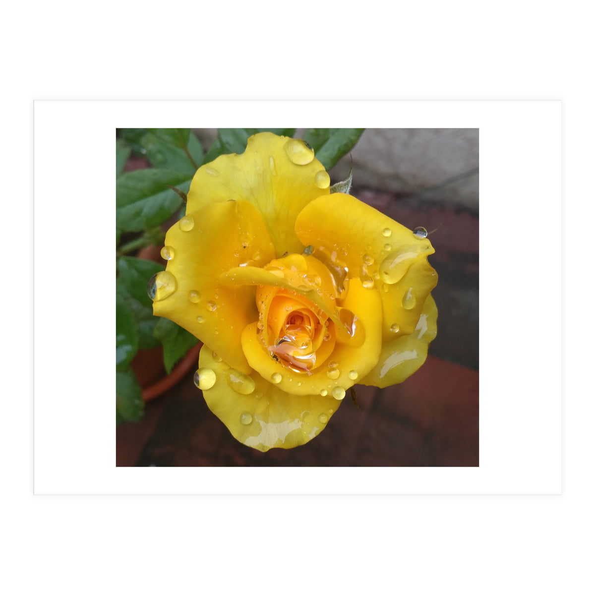 Yellow Rose with Dew Drops (Print Only)
