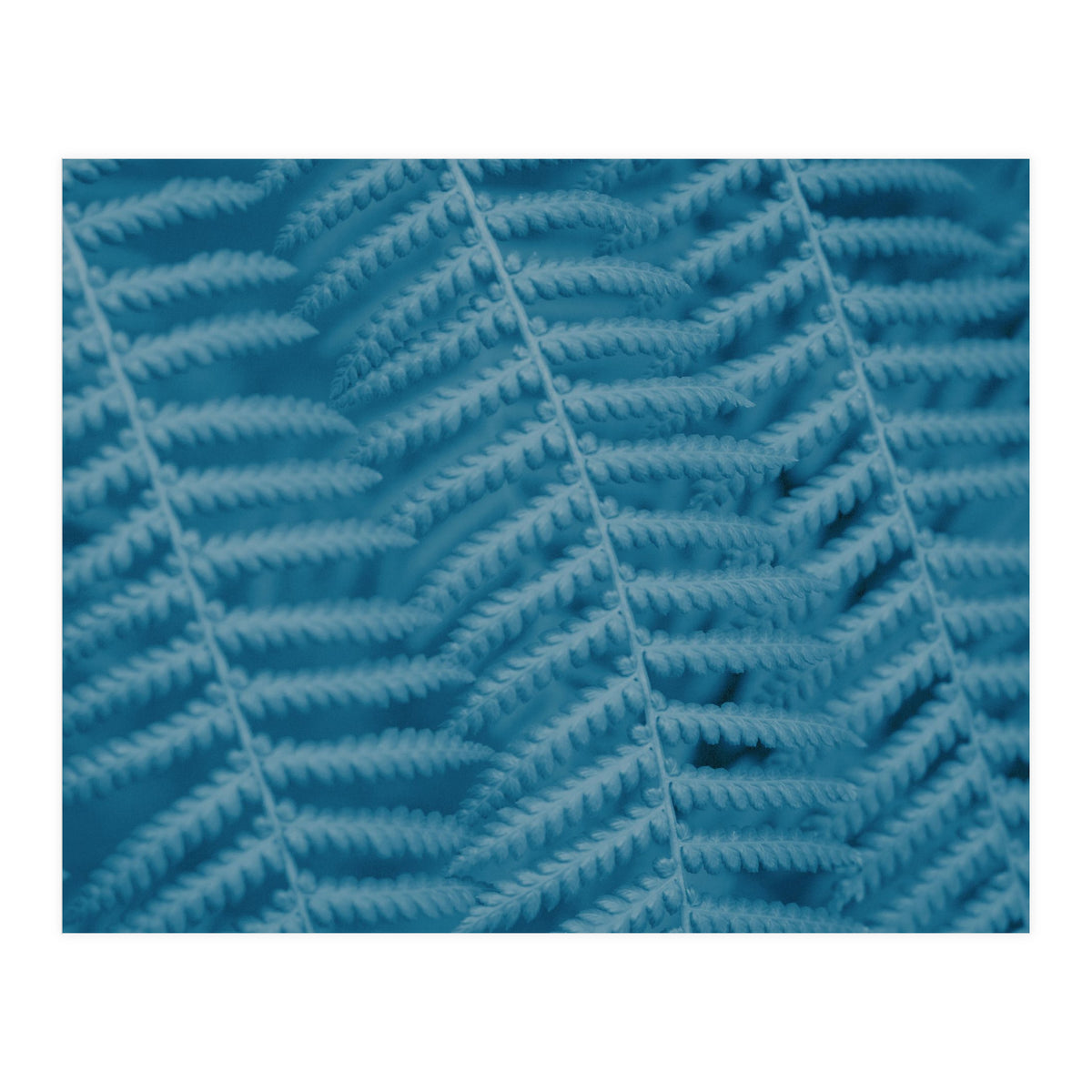 Pteridopsida 3 (Print Only)