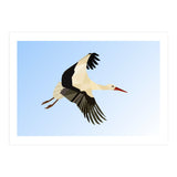 White Stork Bird Low Poly Art (Print Only) thumbnail
