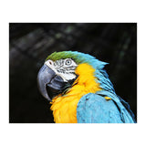 Parrot (Print Only) thumbnail