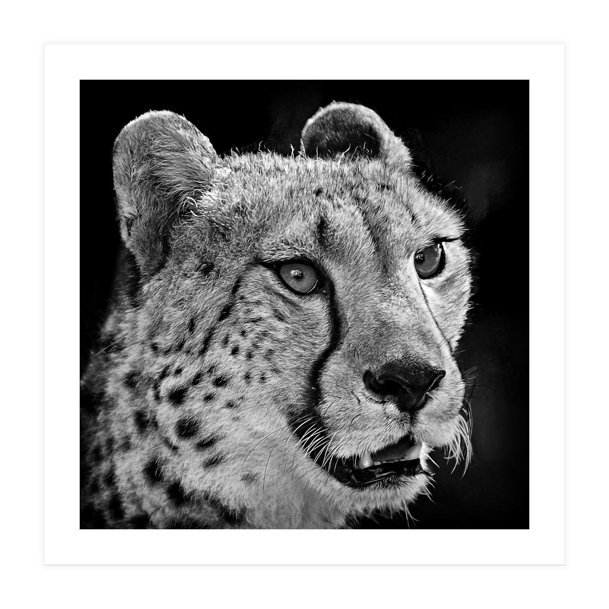 Cheetah (Print Only)