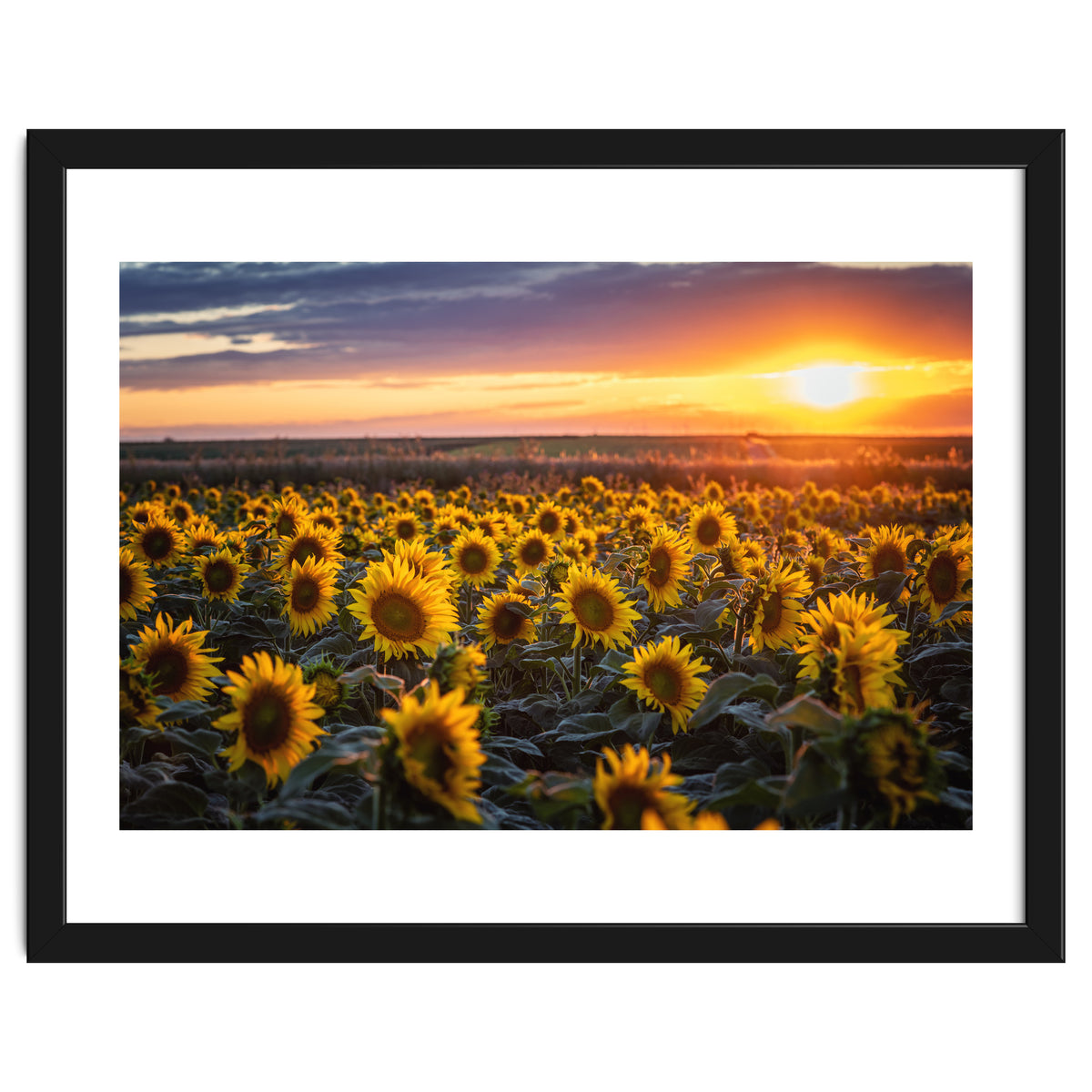 Sunflowers at Sunset