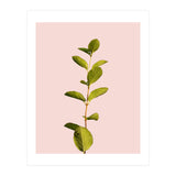 Botanical Art V3 (Print Only) thumbnail