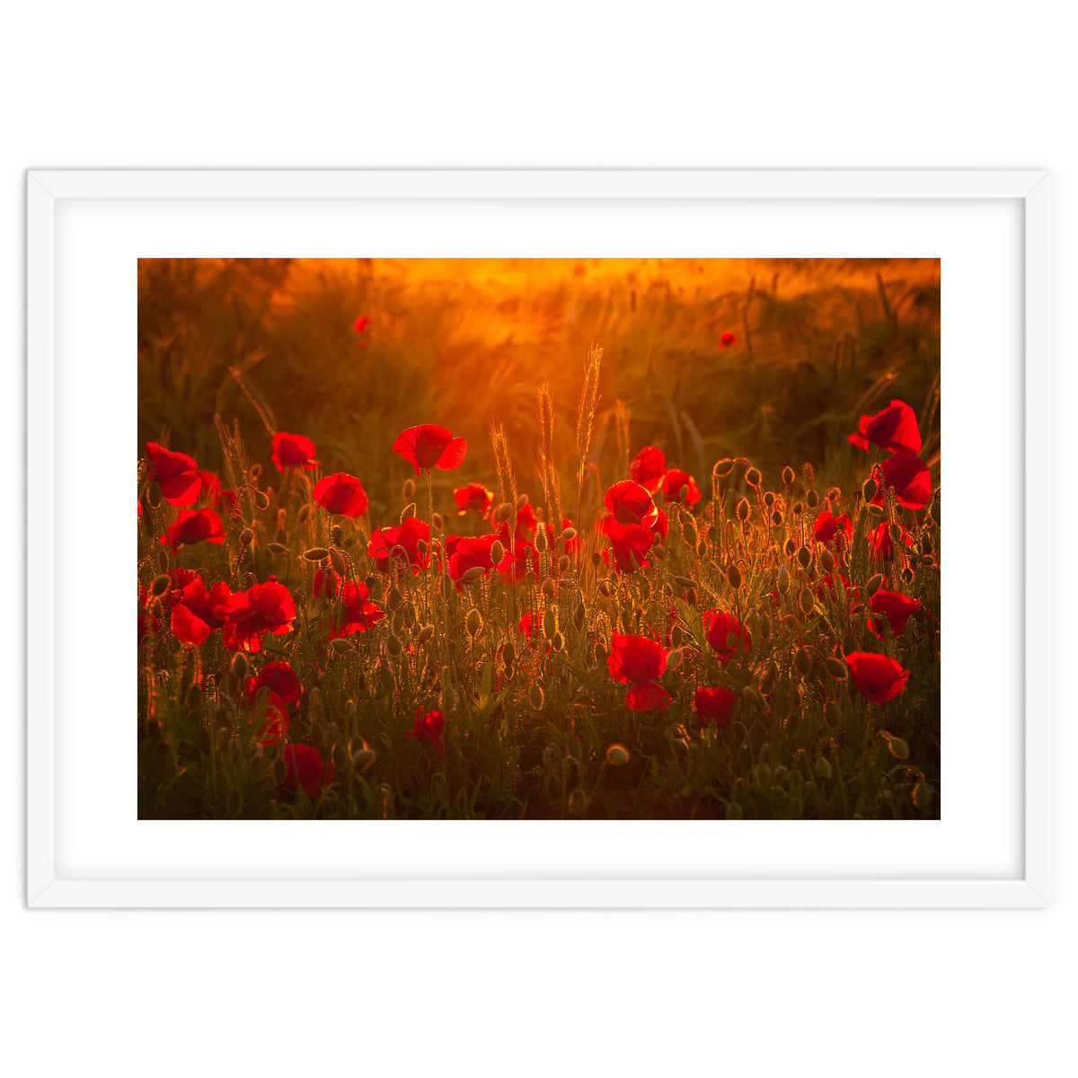 Poppies At Summer (1)