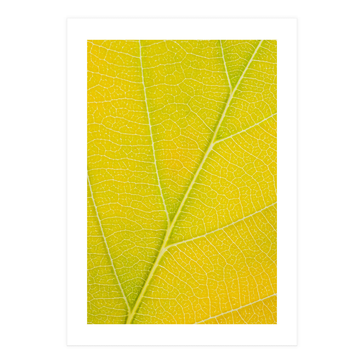 Autumn Leaf (Print Only)