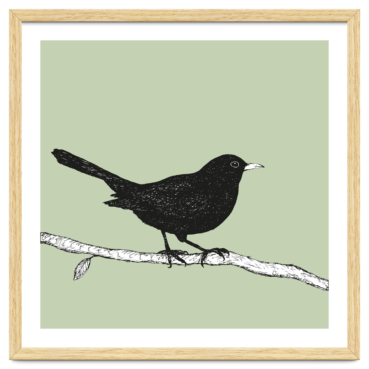 Blackbird pen drawing