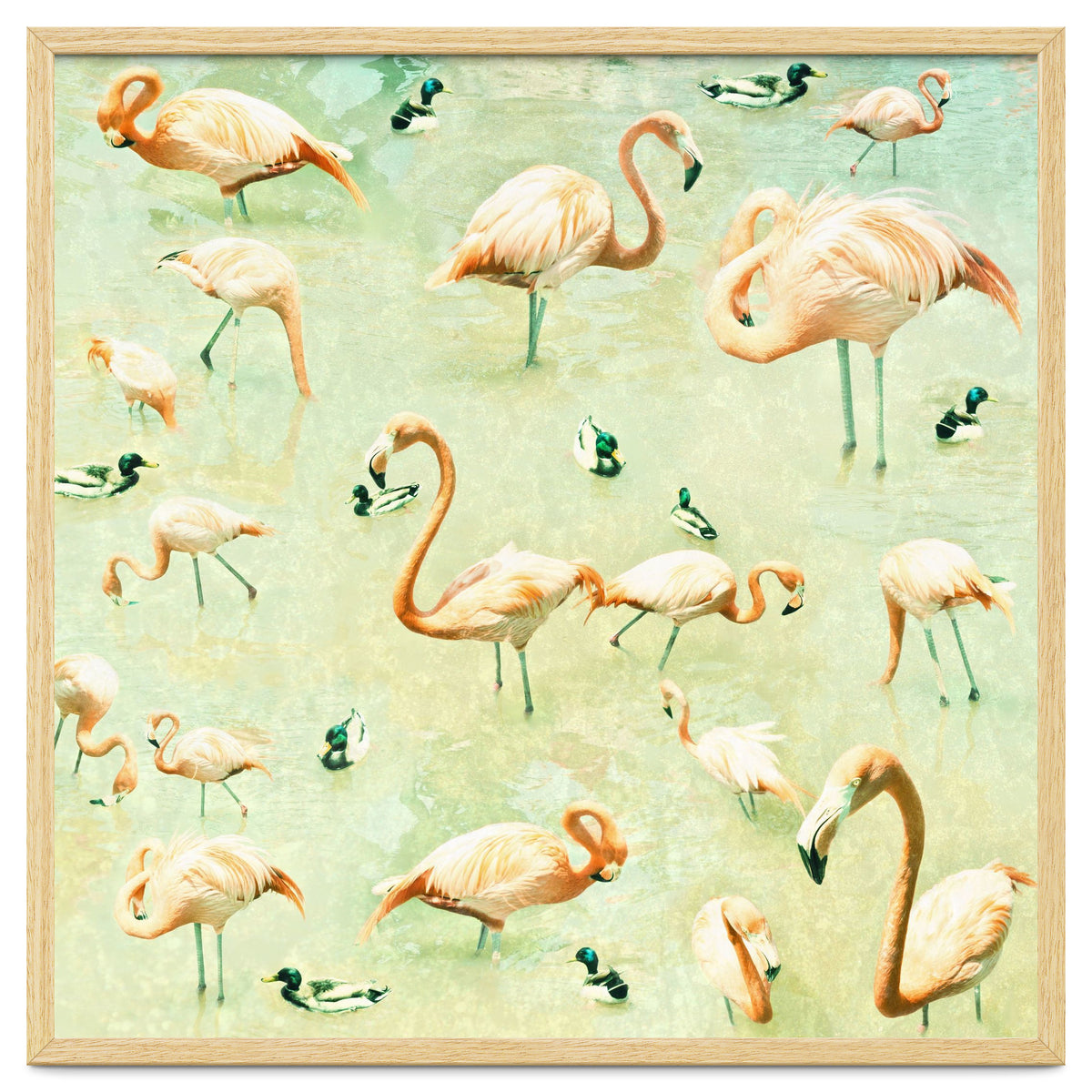 Flamingos