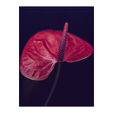 Dark Ruby (Print Only) thumbnail