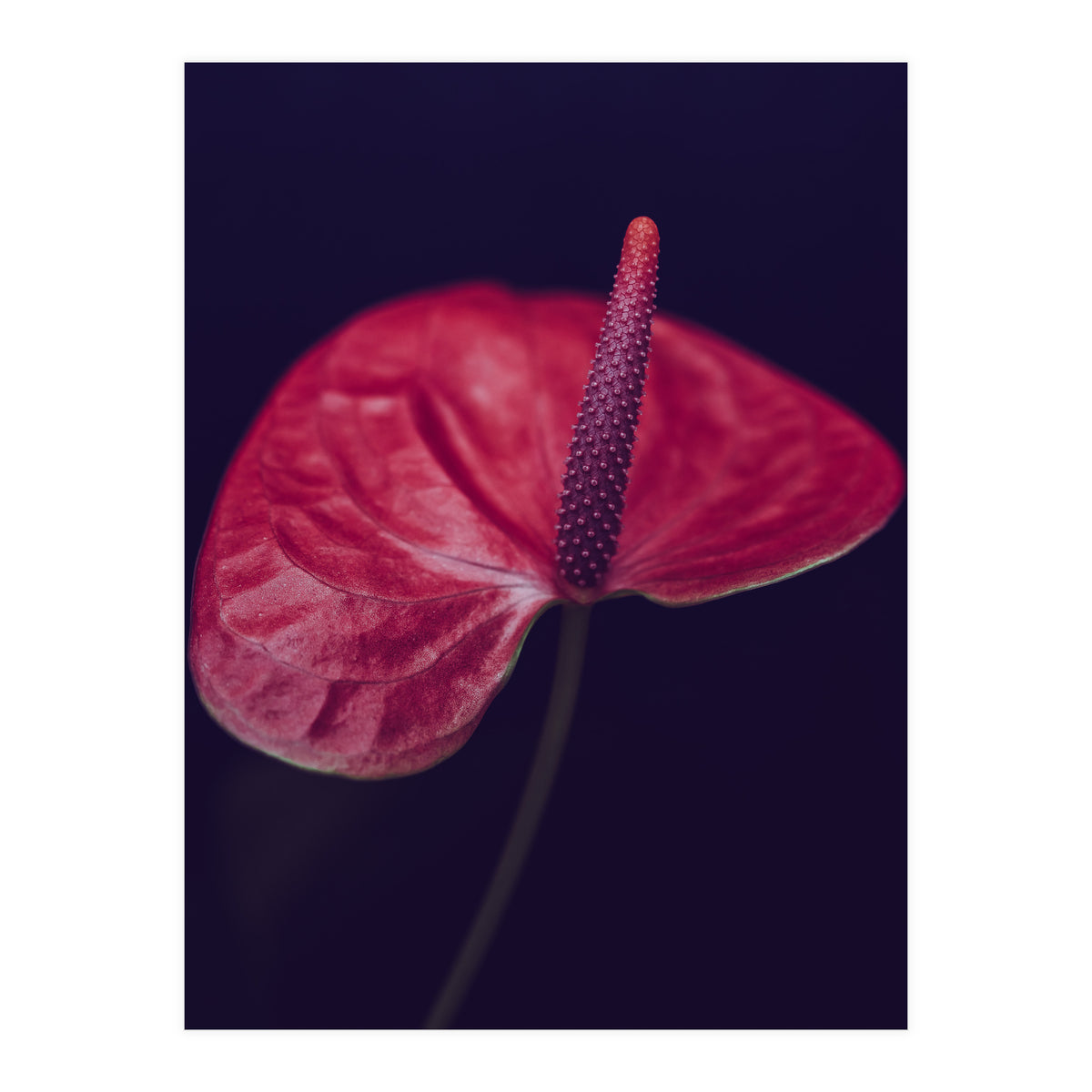 Dark Ruby (Print Only)